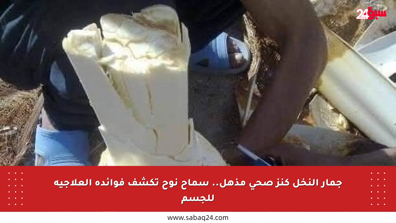 جمار النخل كنز صحي مذهل.. سماح نوح تكشف فوائده العلاجية للجسم